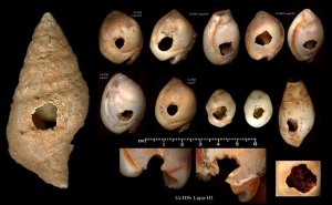 gastropods eating gastropods