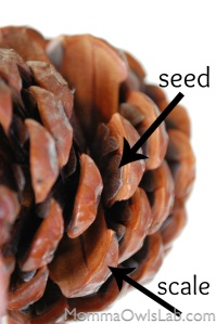 labeled pine cone