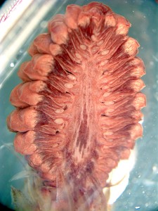 Pinus_young_seed_cone_preserved_LS